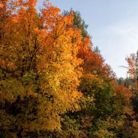 Orange and yellow maple tree in foreground of a line of colorful trees in fall